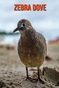 Zebra Dove