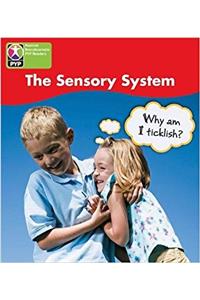 PYP L4 Sensory System single