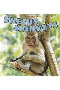 Rhesus Monkeys