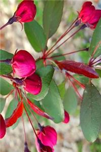 Springtime Journal Pink Flowering Tree Buds