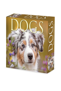 Dogs 2026 5.4 X 6.2 Box Calendar
