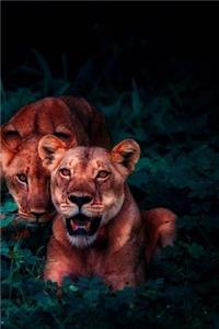 Lions Notebook