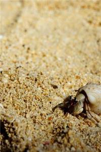 Hermit Crab on the Beach Journal