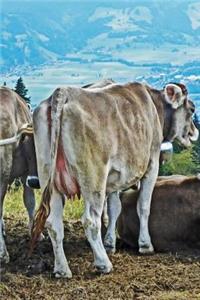 Cows Notebook