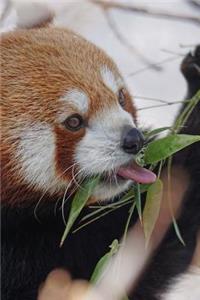 Cute Little Red Panda in the Snow with a Bamboo Snack Journal