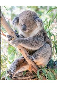 Koala Composition Book