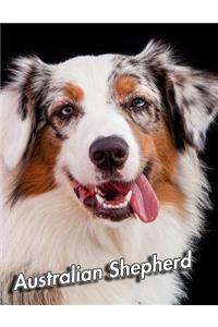 Australian Shepherd