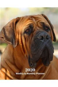 2020 Weekly and Monthly Planner: Monthly Calendar with U.S./UK/ Canadian/Christian/Jewish/Muslim Holidays- Calendar in Review/Notes 8 x 10 in.-Boerboel Dog Breed Pets