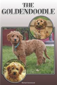 Goldendoodle
