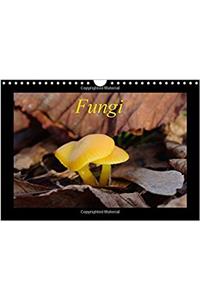 Fungi / UK-Version 2017