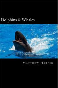 Dolphins & Whales