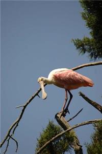 Roseate Spoonbill Journal