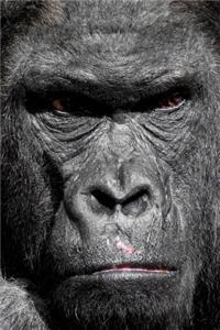 Moody Gorilla Staring at You Journal