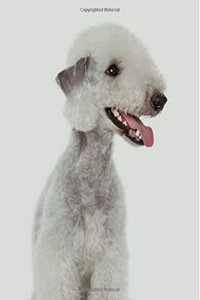 Bedlington Terrier