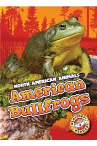 American Bullfrogs
