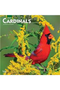 Cardinals 2020 Square
