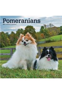 Pomeranians 2021 Square