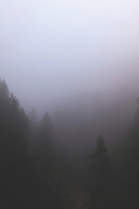 The Misty Forest of Mirk and Mystery