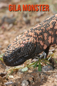 Gila Monster