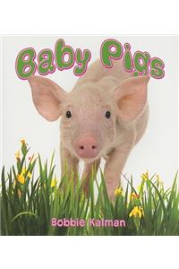 Baby Pigs