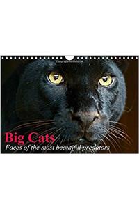 Big Cats Faces of the Most Beautiful Predators 2017