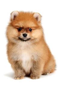 Pomeranian Notebook & Journal. Productivity Work Planner & Idea Notepad: Brainstorm Thoughts, Self Discovery, to Do List