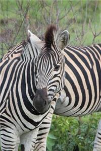African Zebra Animal Journal