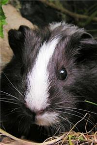 So Very Cute Black and White Guinea Pig Pet Journal