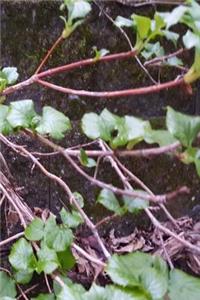 Journal Woody Vine Spring Growth