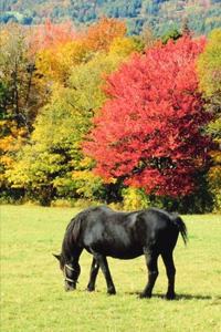 2020 Weekly Planner Horse Photo Equine Horse Grazing Autumn Scenery 134 Pages