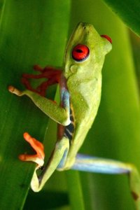 Red Eyed Tree Frog Walking Journal