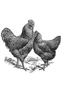 Development of the Plymouth Rock Chicken