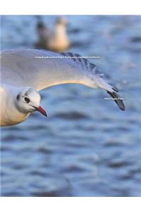 Seagull Gull Seabird Flight Flying Wing Plumage Notebook