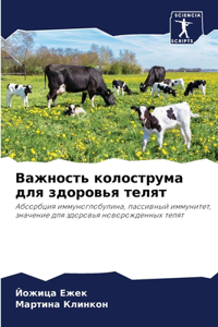Важность колострума для здоровья телят