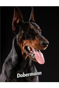 Dobermann