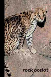 rock ocelot