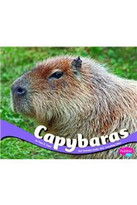 Capybaras