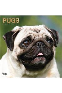 Pugs 2019 Square Foil