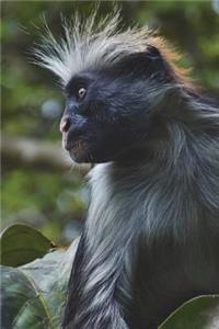 Zanzibar Red Colobus Monkey Journal