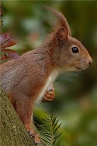 Red Squirrel Journal