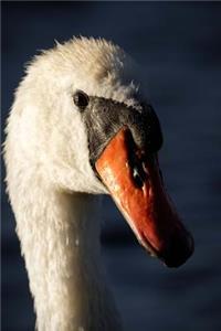 Close up of a Male Mute Swan Journal