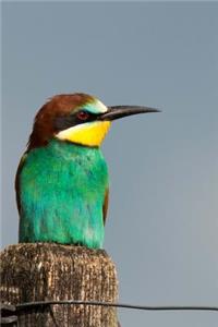 Simply Adorable Turquoise Miropidae Bee Eater Bird Journal