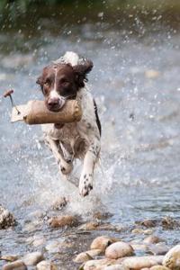 Training the Best Dog Ever: A 5-Week Program Using the Power of Positive Reinforcement