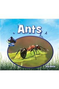 Ants