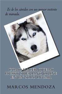 Como Hacer que Mi Husky Siberiano Orine en un Solo Lugar