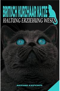 Britisch Kurzhaar Katze
