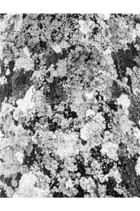 Botanic Architectural Form Skin Textures