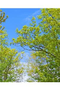 School Composition Book Springtime Tree Buds Blue Sky