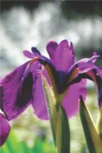 Purple Iris Pretty Blank Lined Journal for daily thoughts notebook Lovely Lake Arrowhead Photograph