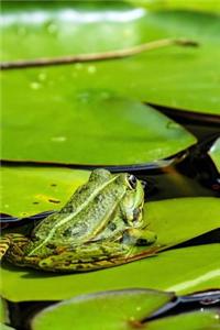 A Frog Resting on a Lily Pad, for the Love of Animals